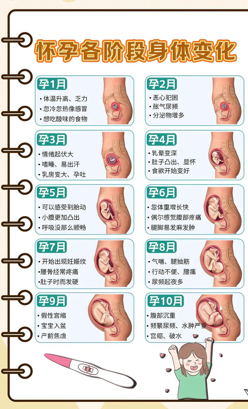 揭秘供卵代孕妈妈怀孕小腹分两节，孕期变化的奥秘白银代生机构: